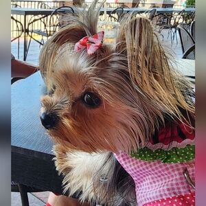 Meet your Posher, Tara